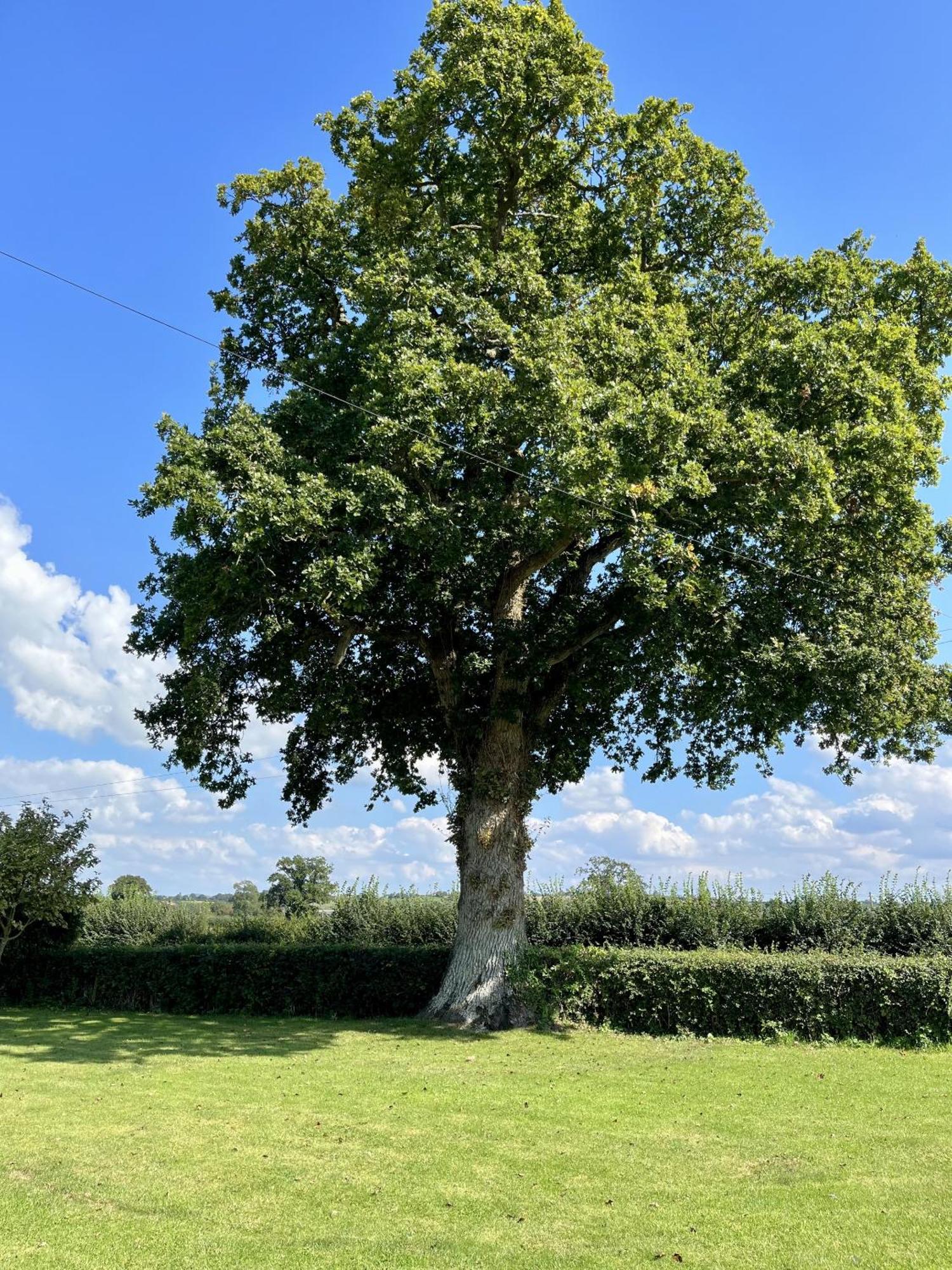 Priors Oak - A Cosy Studio With Countryside Views In Dorset Stalbridge Ngoại thất bức ảnh